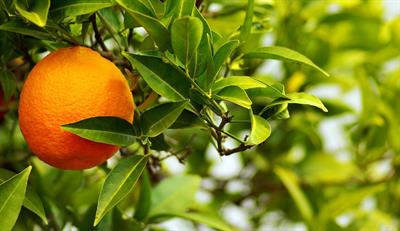 Citrus aurantium